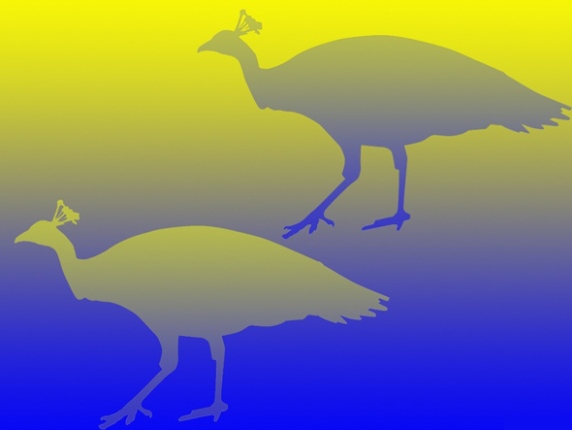 vogels